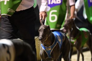 Plenty of local hopes in Cup heats