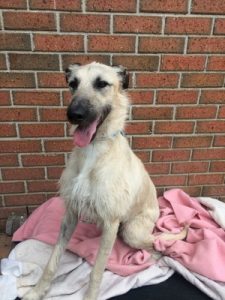 Furry friends find new home