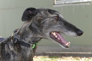 Greyhounds seek loving homes