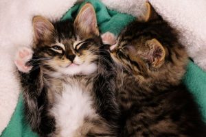 Adopt the purrfect friend