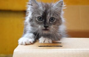 Felines find homes