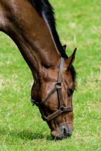 Trot along to Casey’s Equestrian Workshop
