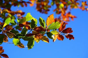 Three…autumn gardening tips