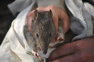 Bandicoots thrive in South East