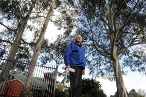 Safety concerns for tall trees