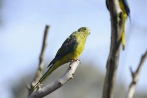 Rare bird’s flight from oblivion