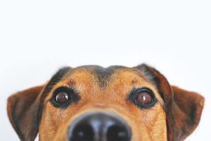 Three…tips to help your dog live longer