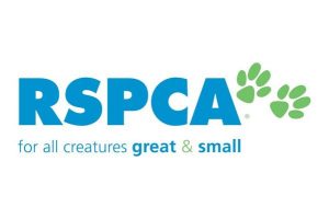 Horse surrendered to RSPCA