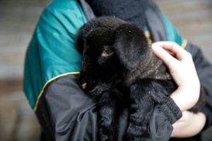Teaching with animals