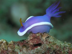 A marine treasure hunt