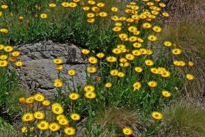 Planting workshop comes to Cranbourne