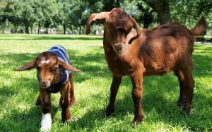 A wild goat chase