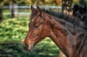 Horse adoption day