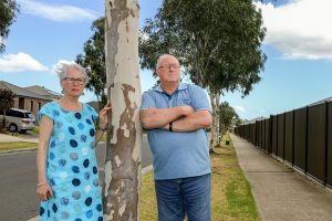 Trees ‘need to go’