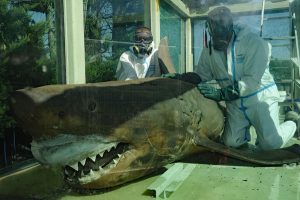Great White hope