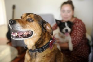 Poisoned pooches