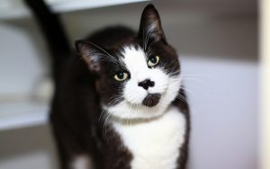 Cats in need of purrfect home