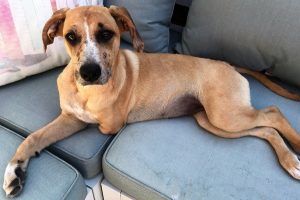 Pup desperately seeking a leg
