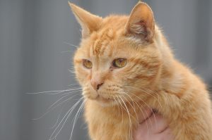 Cat almost swiped in cage