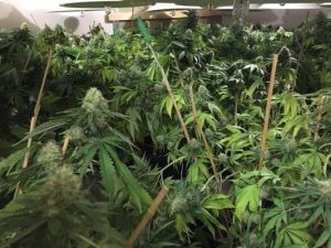 Police pounce on cannabis crop-houses