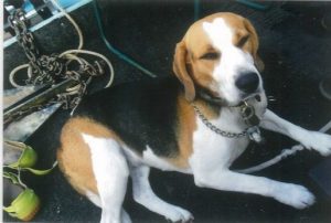 Heartless thieves steal car with dog inside