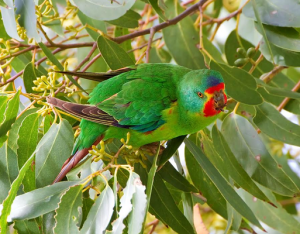 Park races to save rare bird