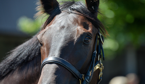 Young jockey dies after fall