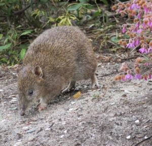 Bringing the bandicoot back from the brink