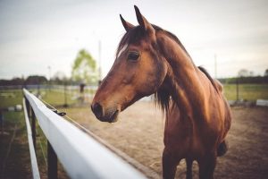 Horse cruelty