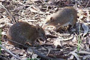 Night Owls join forces for endangered Bandicoots