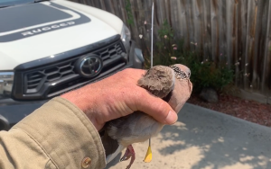 Dove shot with blow dart in ‘despicable act’