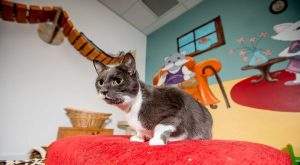 Furry friends look for safe and loving forever home