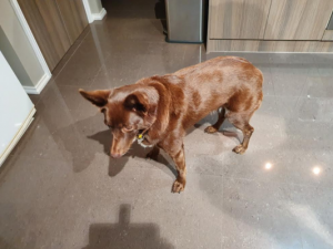 Couple’s shock after dog attack