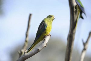 Rare bird spreads its wings