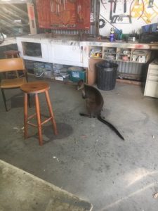 Animals venture out of hiding