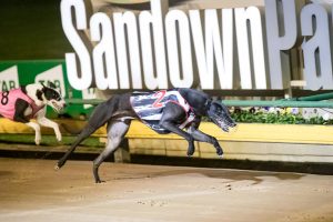 Blitzing the field at the Sandown dogs