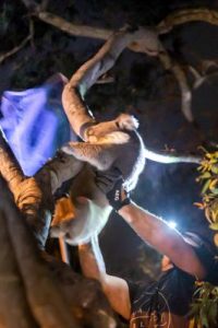 Furry friend loses bearings