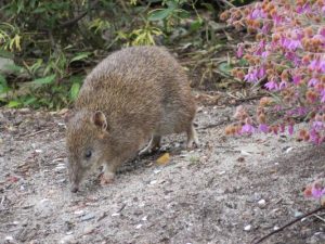 Fight to save bandicoots