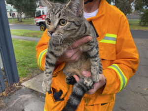 A purrfect rescue for a much-loved kitten