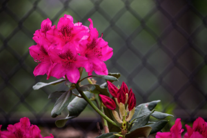 Couple’s dismay over plant theft