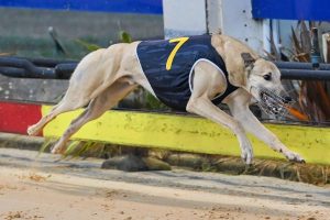 Jax is king of Cranbourne