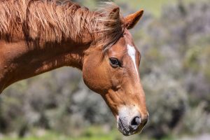 Charges after jockey’s tragic death