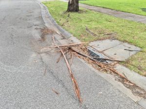Tree debris has ‘got to go’