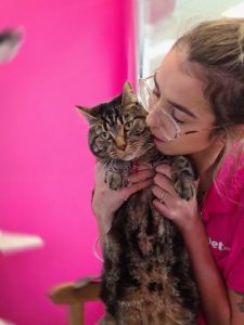Calls to adopt, not shop, this month
