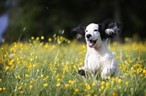 Renew your pet’s registration