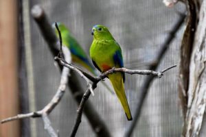 Boost for feathered friends