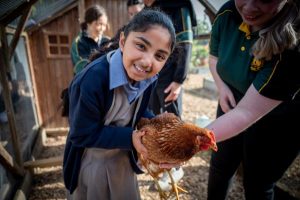 A real scoop for chickens