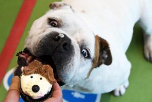 Sweet fundraiser for furry friends