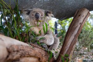 Humans can help save our beloved bears