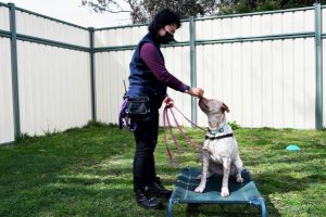 Dip in puppy training raises concerns